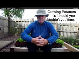 Growing Potatoes  It's should you shouldn't you' time. Should you or shouldn't you turn out a bucket
