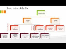 Neurovasculature of the GIT & Abdomen: Veins & Nerves
