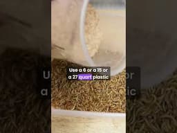 MEALWORMS   Care - Breeding  - Harvesting