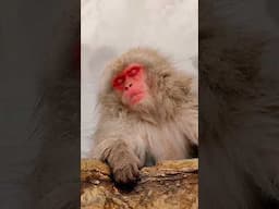 Earth’s Most Chill Monkey
