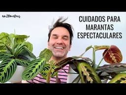 Consigue MARANTAS ESPECTACULARES: guía de cuidados de la maranta (prayer plant) || en20metros