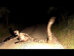 5 Videos de Reptilianos REALES Captados en Cámara