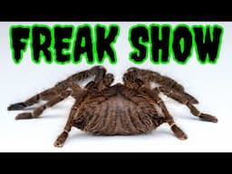 INSANELY UNIQUE TARANTULA! Rare Tarantula Abnormalities & Defects