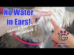 How to NEVER get water into a dog’s ears while bathing! Learn the Gentle Ear Flap Pinch Technique!