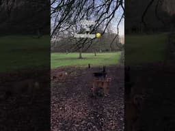 Belgian Malinois vs Normal Dogs