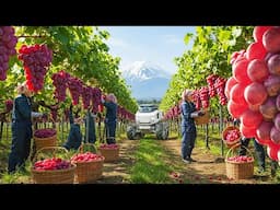 Why These Japanese Grapes Cost More Than a CAR?