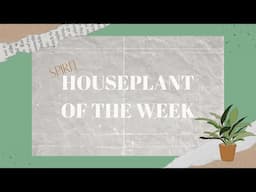 Spirit Houseplant of the Week