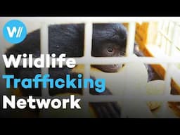 Wildlife Clickbait: Rare animal trafficking chains on social media (full documentary)