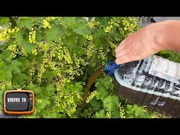 I fertilize currant bushes with this in April and May! Blooms in clusters, harvest in buckets