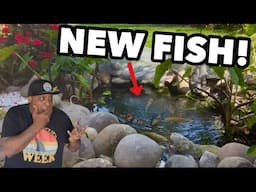 Surprise my friend with NEW FISH for his DIY POND!