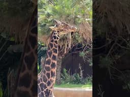 Masai Giraffe at the Los Angeles Zoo ￼(April 2025) #LAZoo