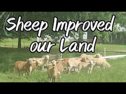 Our Sheep Improved Our Land