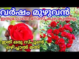 അമ്പമ്പോ ഈ ചൂടത്തും റോസാ ചെടി കുലകുത്തി പൂക്കണോ|Rose plant caring tips|Complete caring of Rose plant