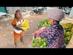 Unbelievable 😯Farmer CUTIS harvests bananas sale special new way that audience admire praise