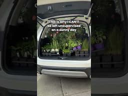 If you aren’t allowed to go to the plant store alone anymore here’s to you🤣#garden #plants #meme
