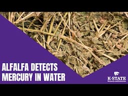 Alfalfa Detects Mercury in Water