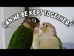 Can Male & Female Birds Live Together - Should You Keep Opposite Gender Birds? | TheParrotTeacher AD