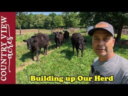We Bought More Cattle.  Preparing the Pig Pasture & Teaching Pigs to Electric Fence
