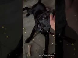 Rocky’s new bone!