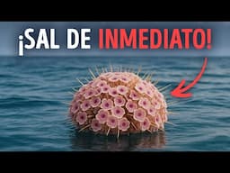 Si Ves Estas Flores en el Mar, Nada Rápido