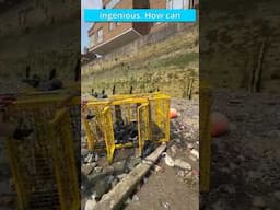 What are these yellow cages on the Thames foreshore? London Rivers Week with @Thames21charity