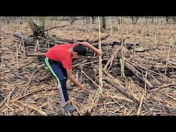 🛑Oliver se fue abuscar leña ala milpa😱 ⁉️Las Pampas Pesca y Mas