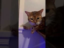 Breeze #cutecat #viralshort #meows #bengalcat #cat #car
