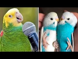 Smart And Funny Parrots Parrot Talking Videos Compilation (2025) - Cute Birds #20