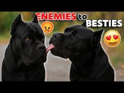 How to Get Your Dogs to Get Along (and Actually Like Each Other)