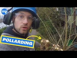 Pollarding trees / The how, why and when to do it