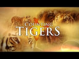 Up Close Counting Tigers