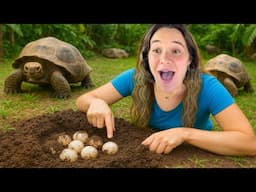 DIGGING UP A HIDDEN NEST OF EGGS!