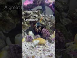 There’s one BIG thing wrong about my Mantis Shrimp..