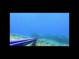 pescasub : Sarago all'aspetto a Ponza  #pescasubacquea #pescasub fishing in italy