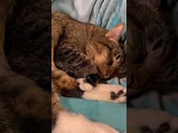 Sleeping Beauty