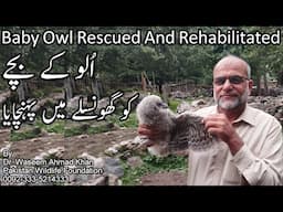 Baby Owl Rescued And Rehabilitated | Ullu Kay Bachay Ko Ghonslay Main Pohnchaya | Baby Owl Rescue