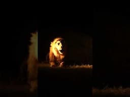 Male Lion roaring in Sabi Sands #leopard #nature #wildlife #africa