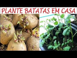 Plantar batatas em vasos é mais fácil que do vc imagina! bora?