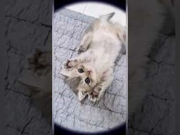 cute kitten loves playing with my hand #shorts #cute #cat #kitten #babycat #adorable