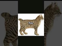 Top 5 Newest CAT Breeds In The WORLD! #shorts