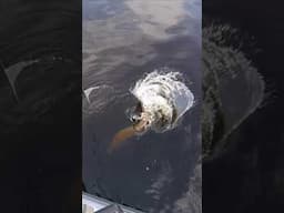 MONSTER Musky Hits So Hard… I Almost Fall Over! 😱 #shorts #fishing #muskie #fishingtips #musky