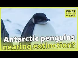 What Antarctic penguins' poo tells us about global warming | WYNTK | ITV News