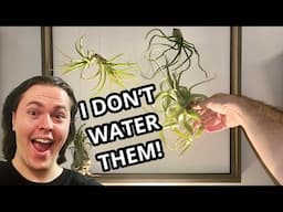 FUSS FREE Air Plant Care!
