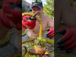 Just a little pond maintenance today!I’m giving my Victoria Water Lilies some serious TLC!