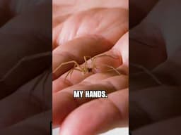 FREE-HANDLING a Brown Recluse!