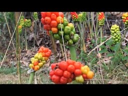 Identifying Lords and Ladies, Arum maculatum and italicum.