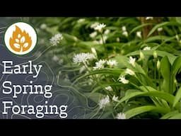Early Spring Foraging - Where do I find edible plants and fungi in the UK?