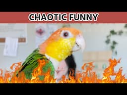 Thinking About a Caique Parrot? Here's What Our Caique Taught Us | WELCOME BINGSU