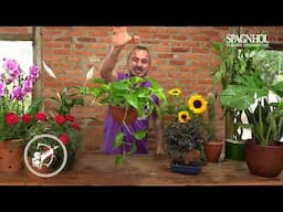 A PLANTA de cada SIGNO do Zoodíaco: Você Vai Se Surpreender com a Sua!