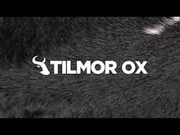 The Tilmor OX – Zero Horsepower, Full Beast Mode!